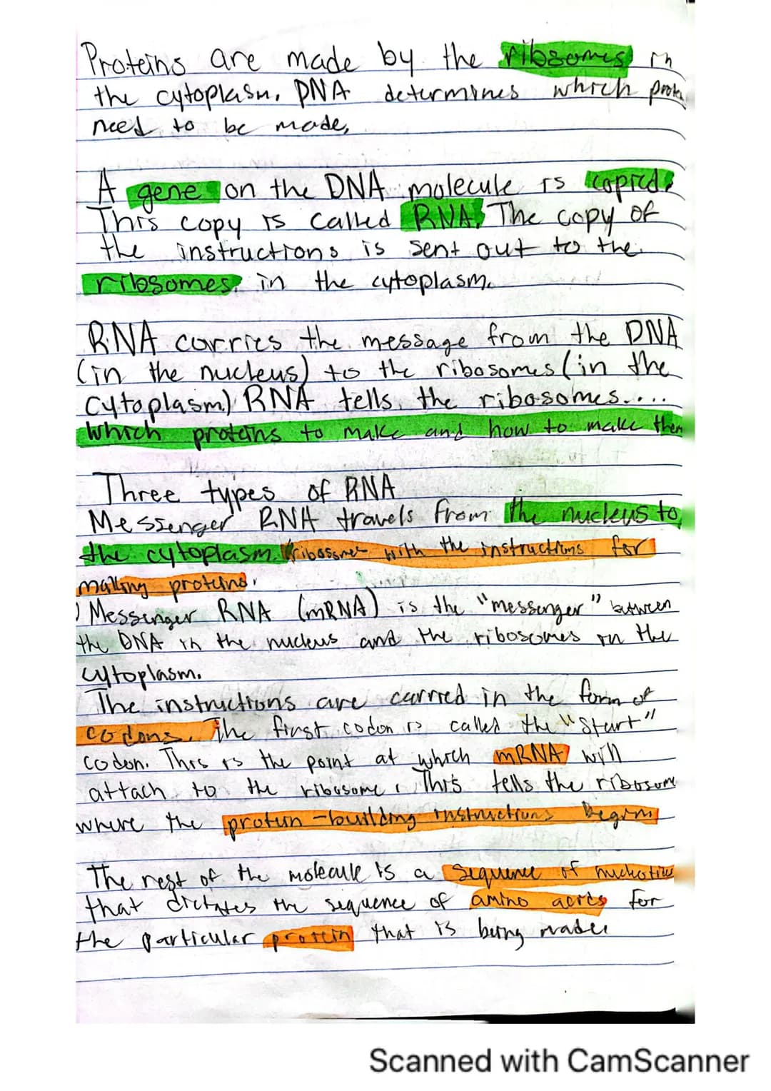 6
V
DNA, RNA, and Protein Synthesis
The DNA molecule, with it's four nitrogenous
bases us code for all proteins that are made.
in a cell.
is