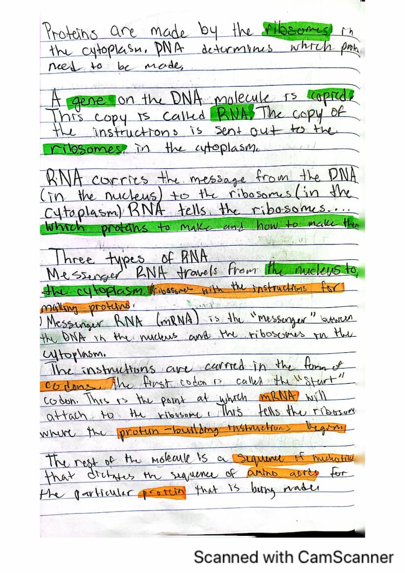 6
V
DNA, RNA, and Protein Synthesis
The DNA molecule, with it's four nitrogenous
bases us code for all proteins that are made.
in a cell.
is