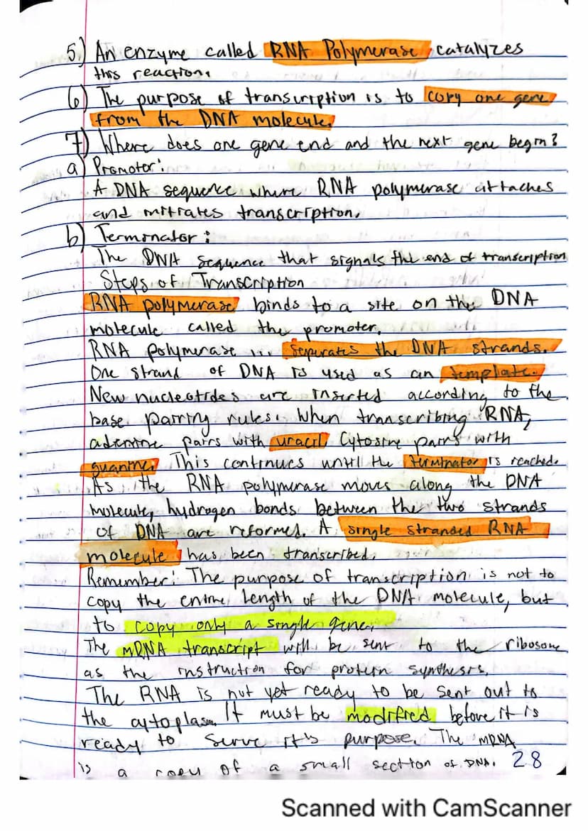 6
V
DNA, RNA, and Protein Synthesis
The DNA molecule, with it's four nitrogenous
bases us code for all proteins that are made.
in a cell.
is