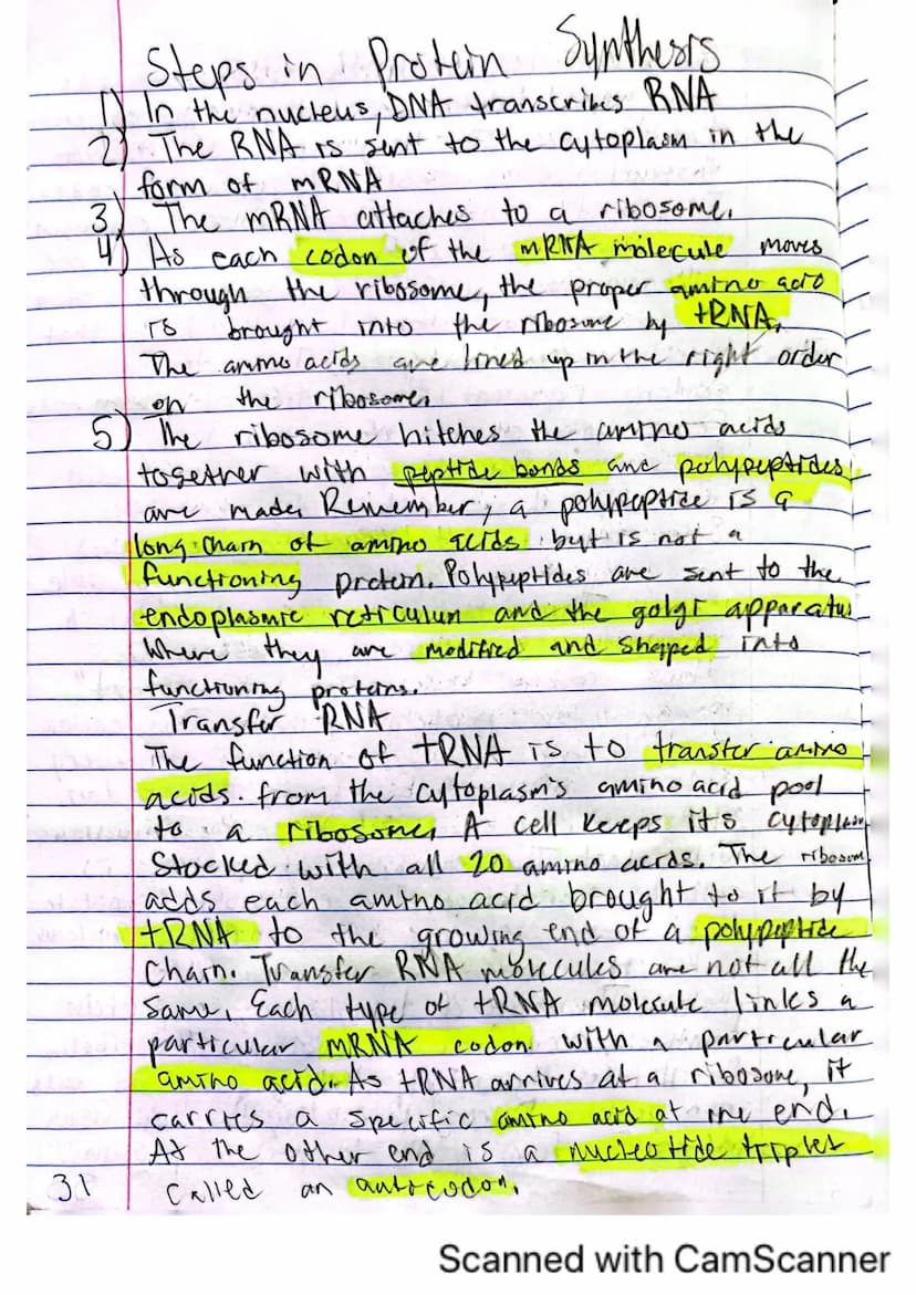 6
V
DNA, RNA, and Protein Synthesis
The DNA molecule, with it's four nitrogenous
bases us code for all proteins that are made.
in a cell.
is