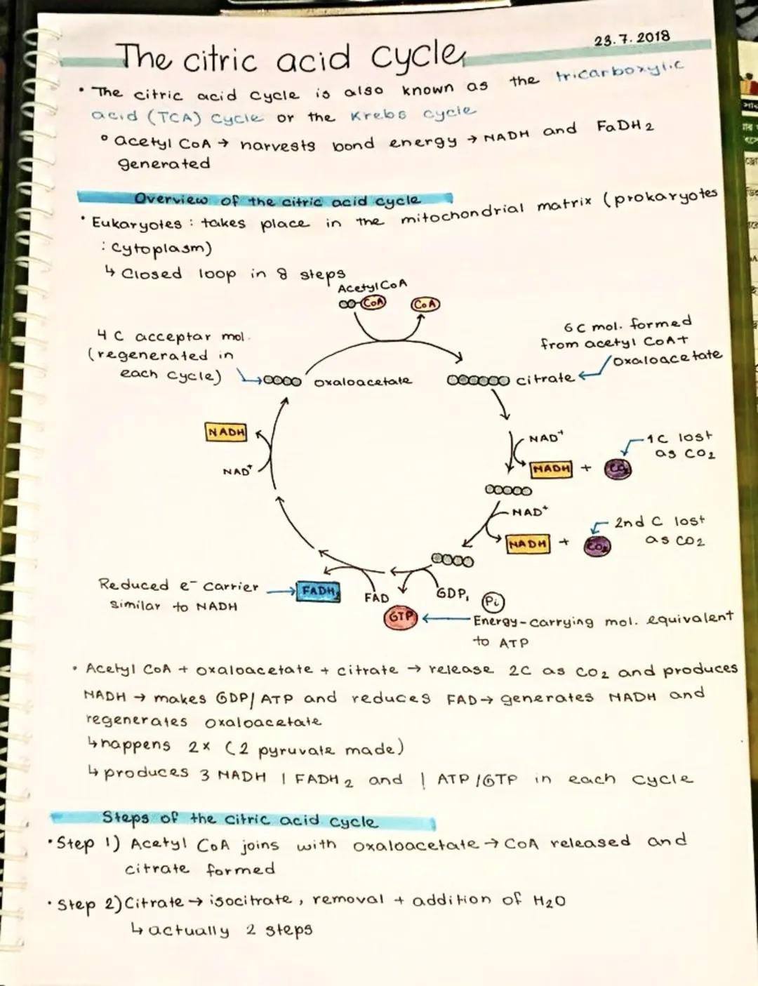 The Citric Acid Cycle