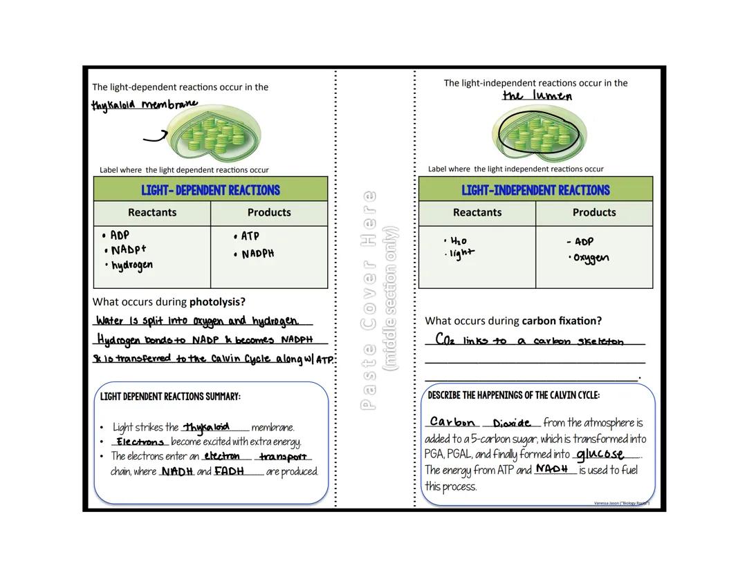 Reactions of Photosynthesis practice problems