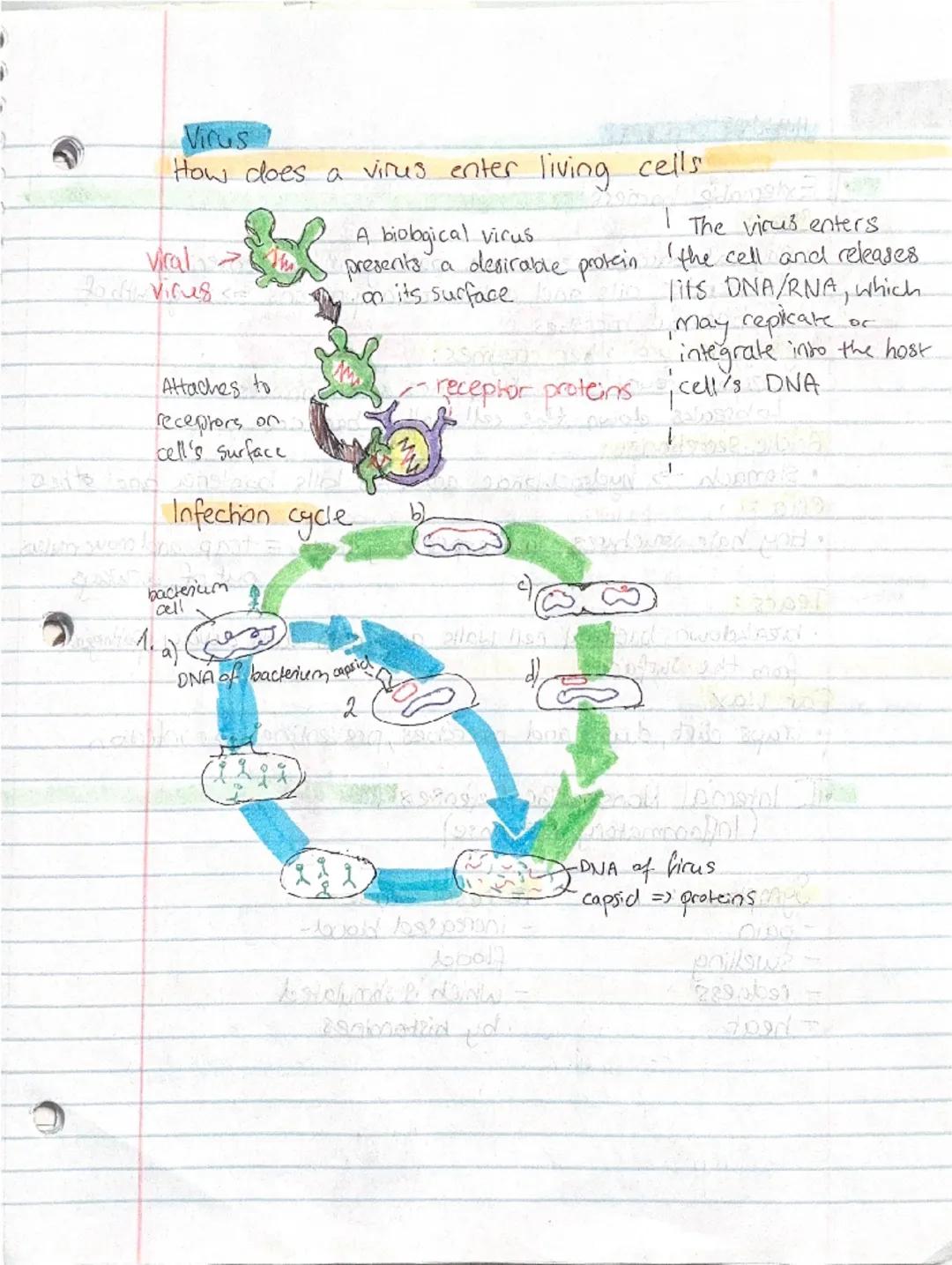 Biology exam prep

Pathogens

virus
D

•microscopic, non living pathogen made out of protein, nucleic acids.
and sometimes lipids.
Viruses c
