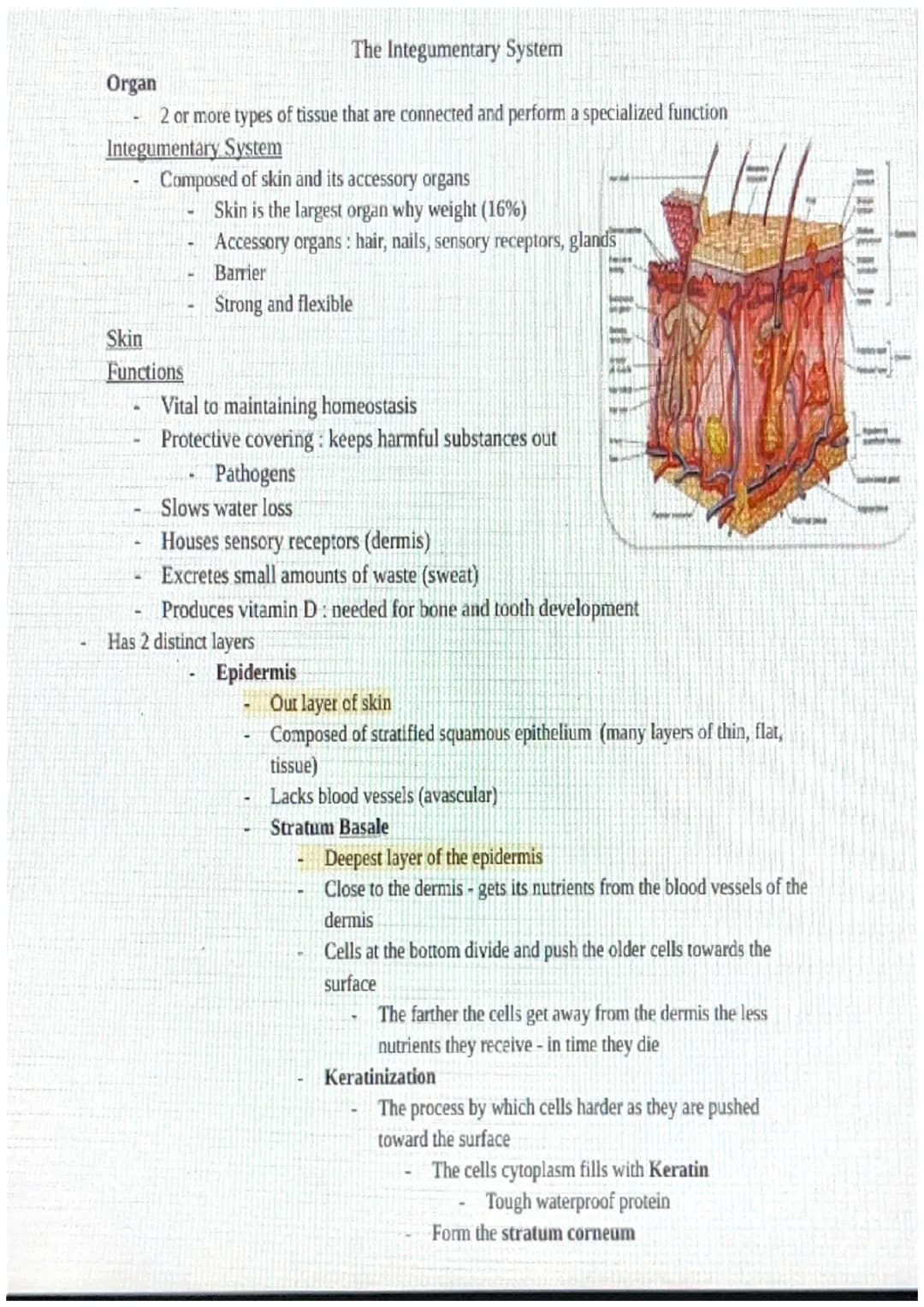 The Integumentary System
Organ
2 or more types of tissue that are connected and perform a specialized function
Integumentary System
Composed