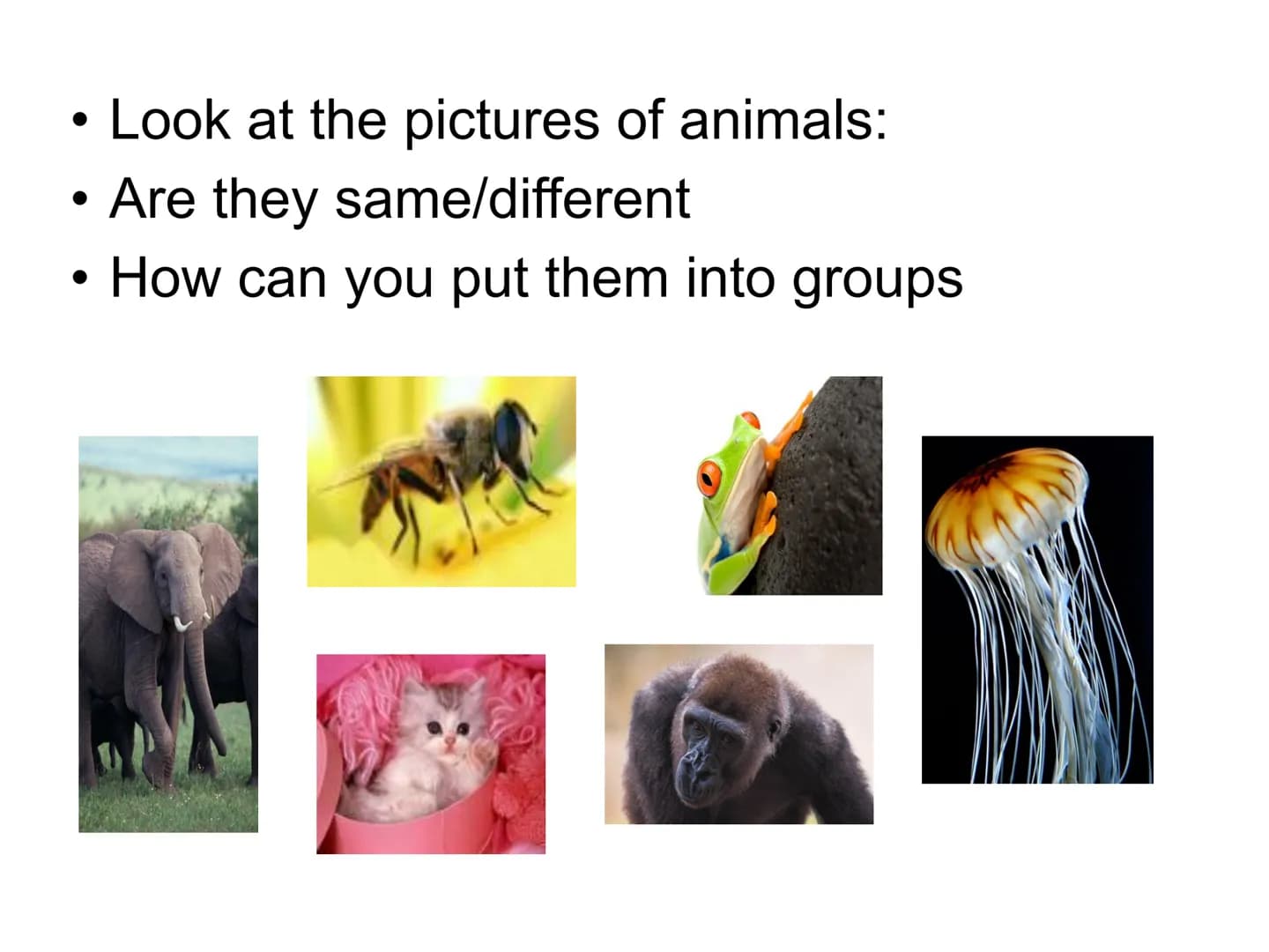 How Do We Group
Living Things? ●
●
Look at the pictures of animals:
Are they same/different
How can you put them into groups ●
●
Scientific 