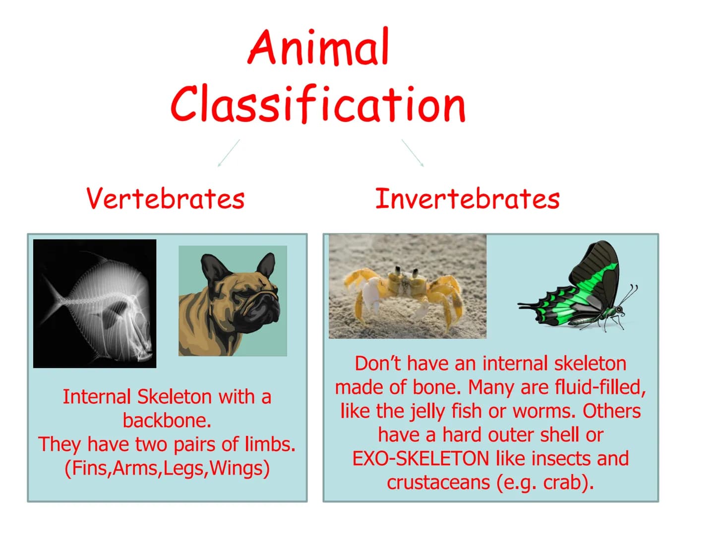 How Do We Group
Living Things? ●
●
Look at the pictures of animals:
Are they same/different
How can you put them into groups ●
●
Scientific 