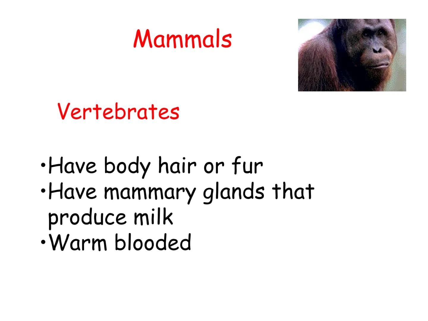 How Do We Group
Living Things? ●
●
Look at the pictures of animals:
Are they same/different
How can you put them into groups ●
●
Scientific 