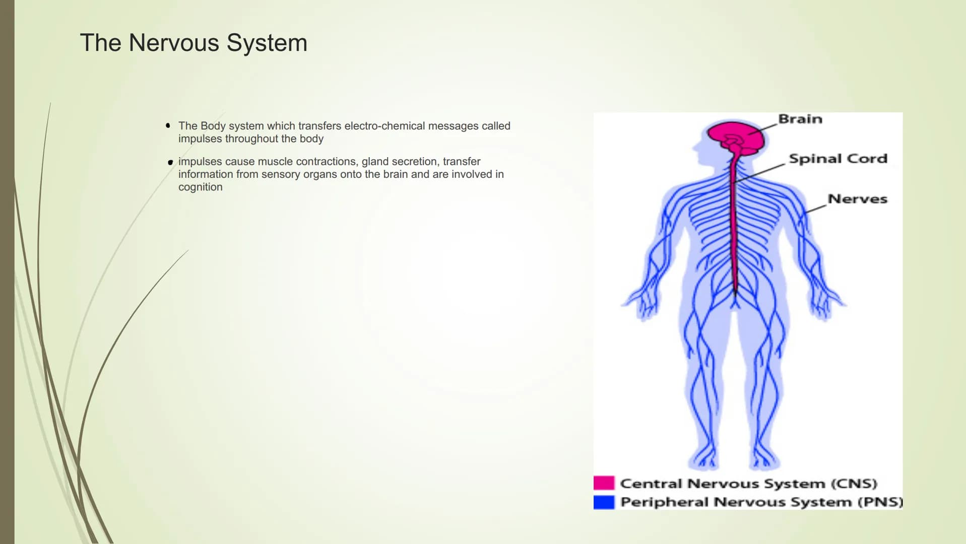Unit 2-Biopsychology
The Biological Roots of Behavior & Thought The Nervous System
• The Body system which transfers electro-chemical messag