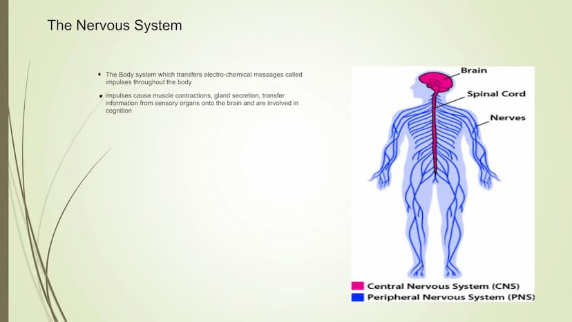 Unit 2-Biopsychology
The Biological Roots of Behavior & Thought The Nervous System
• The Body system which transfers electro-chemical messag