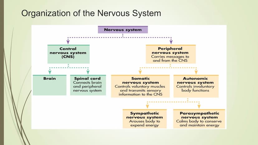Unit 2-Biopsychology
The Biological Roots of Behavior & Thought The Nervous System
• The Body system which transfers electro-chemical messag
