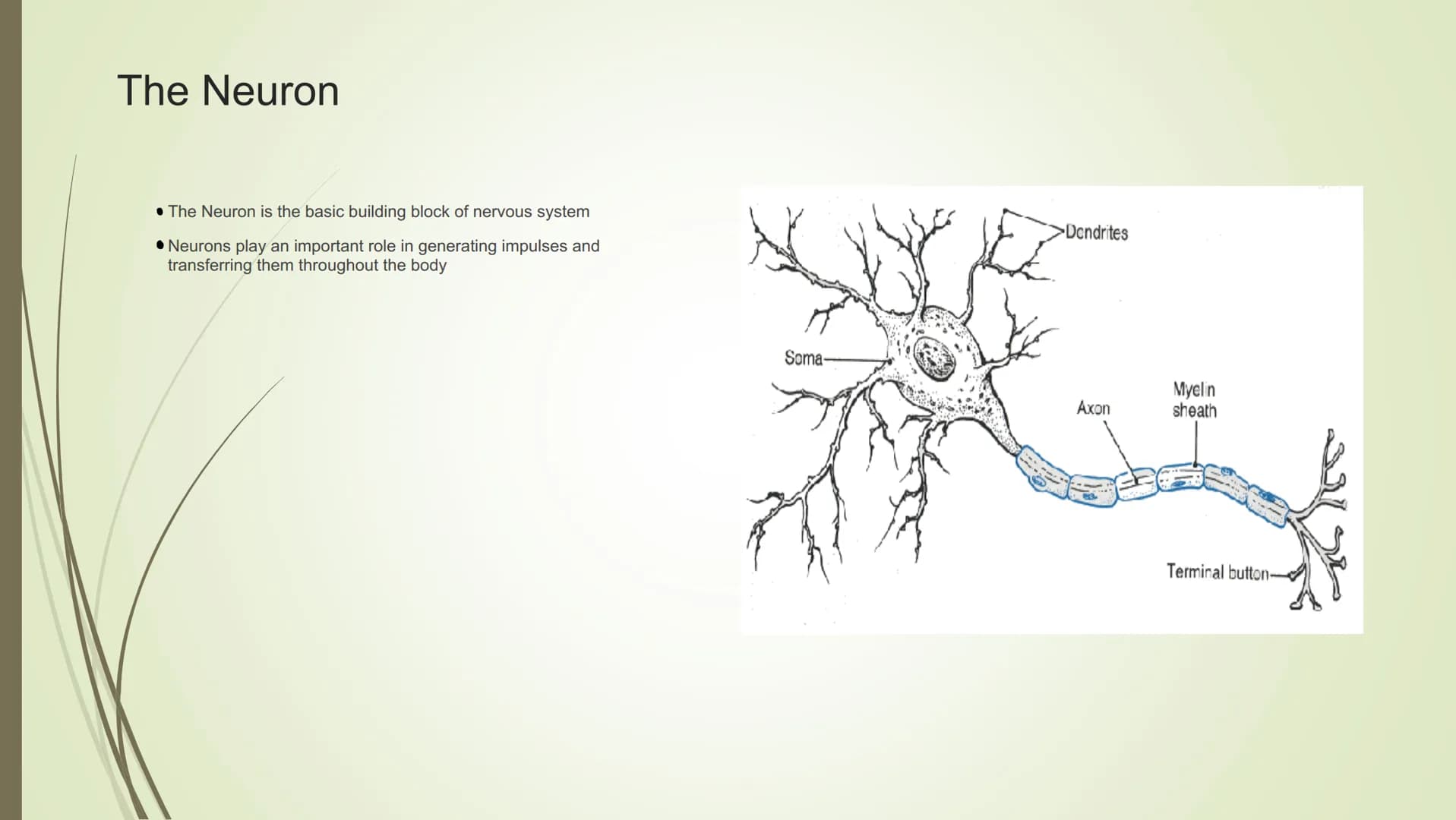 Unit 2-Biopsychology
The Biological Roots of Behavior & Thought The Nervous System
• The Body system which transfers electro-chemical messag