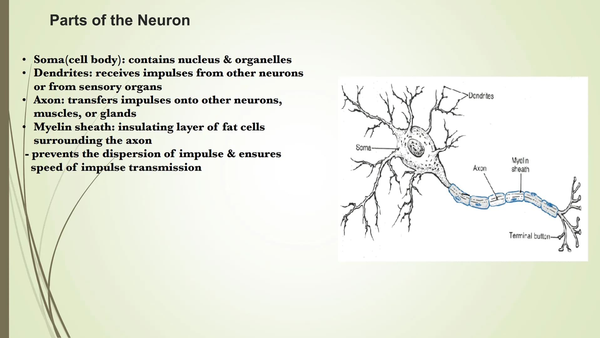 Unit 2-Biopsychology
The Biological Roots of Behavior & Thought The Nervous System
• The Body system which transfers electro-chemical messag
