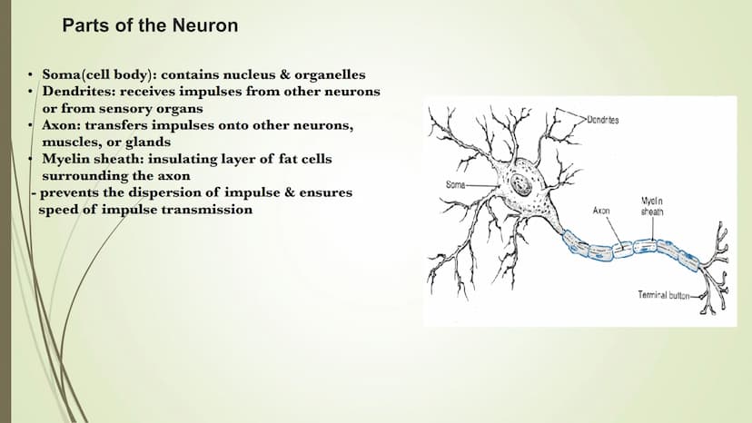 Unit 2-Biopsychology
The Biological Roots of Behavior & Thought The Nervous System
• The Body system which transfers electro-chemical messag