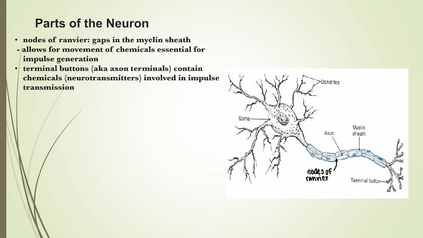 Unit 2-Biopsychology
The Biological Roots of Behavior & Thought The Nervous System
• The Body system which transfers electro-chemical messag