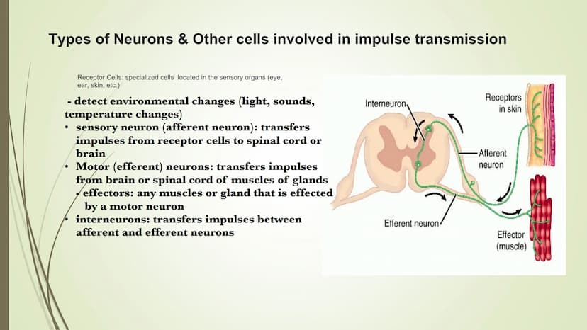 Unit 2-Biopsychology
The Biological Roots of Behavior & Thought The Nervous System
• The Body system which transfers electro-chemical messag