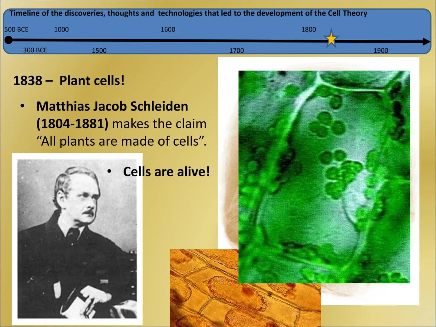 The Cell Theory Timeline of the discoveries, thoughts and technologies that led to the development of the Cell Theory
500 BCE
1800
300 BCE
1