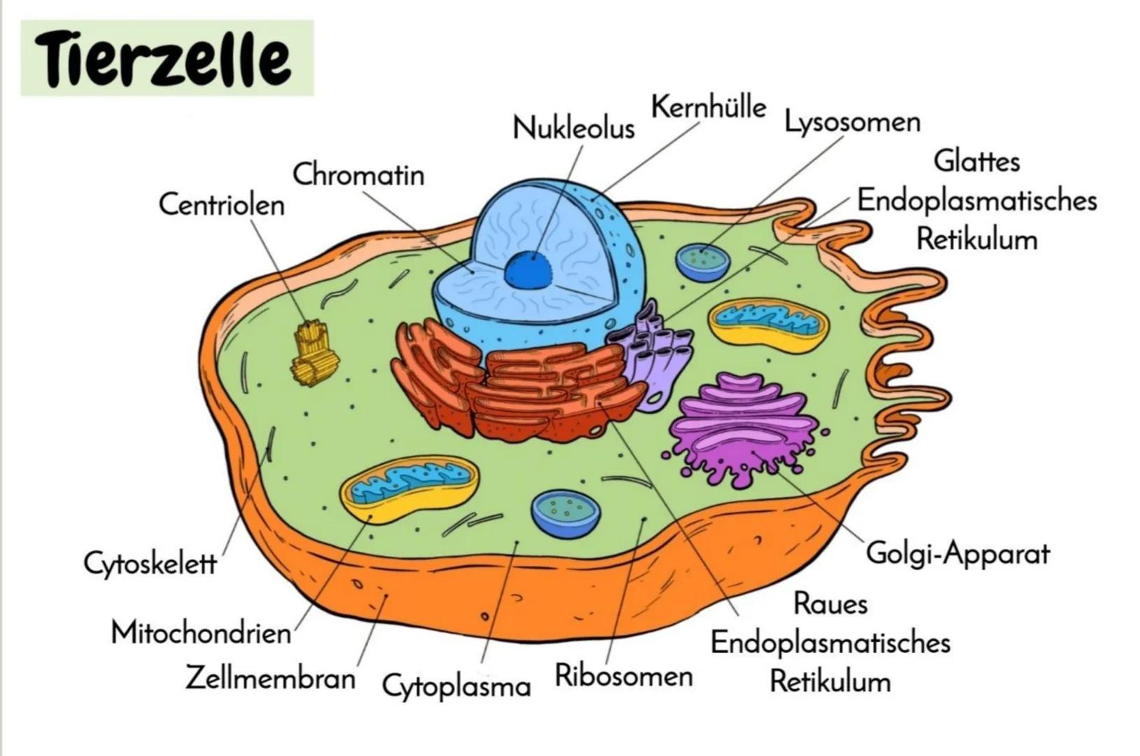 # Die Zelle

AUFBAU DER TIERISCHEN UND PFLANZLICHEN ZELLE

Alle Lebewesen bestehen aus Zellen und ihren Produkten. Aufgrund zellulärer Unter