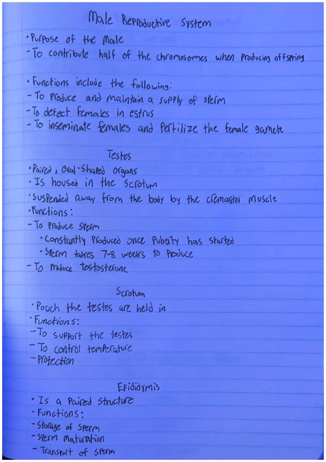 # Male Reproductive System
•Purpose of the Male
-To contribute half of the chromosomes when producing offspring
• Functions include the foll