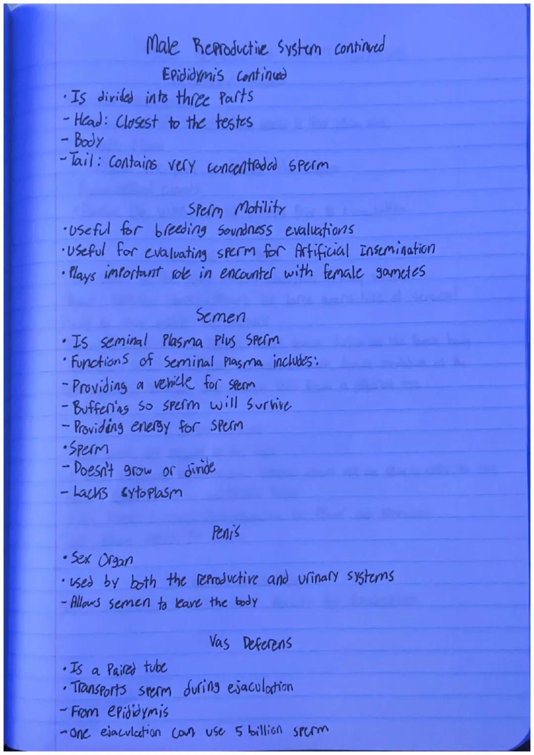 # Male Reproductive System
•Purpose of the Male
-To contribute half of the chromosomes when producing offspring
• Functions include the foll