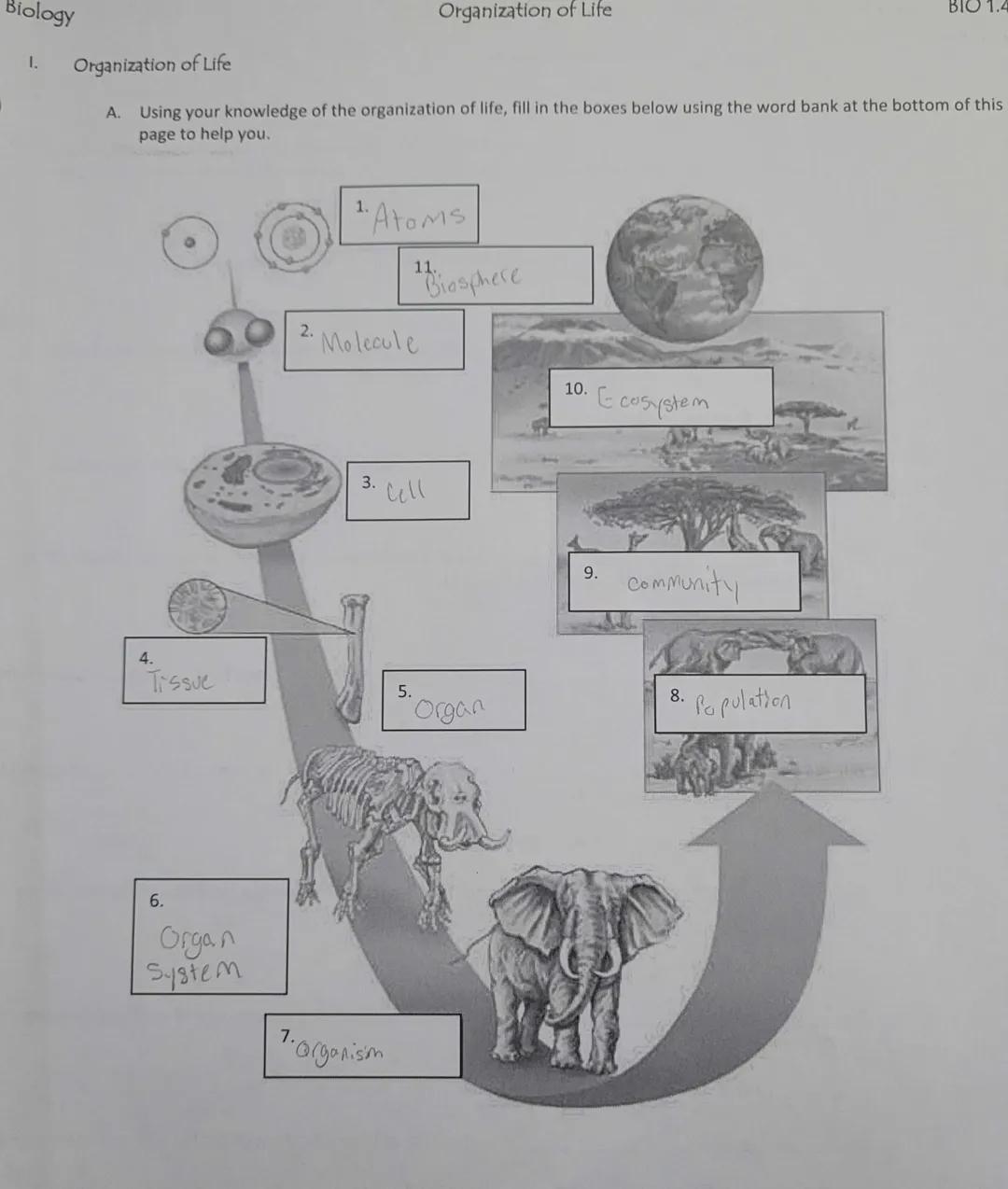 ology
I.
4.
Organization of Life
A. Using your knowledge of the organization of life, fill in the boxes below using the word bank at the bot