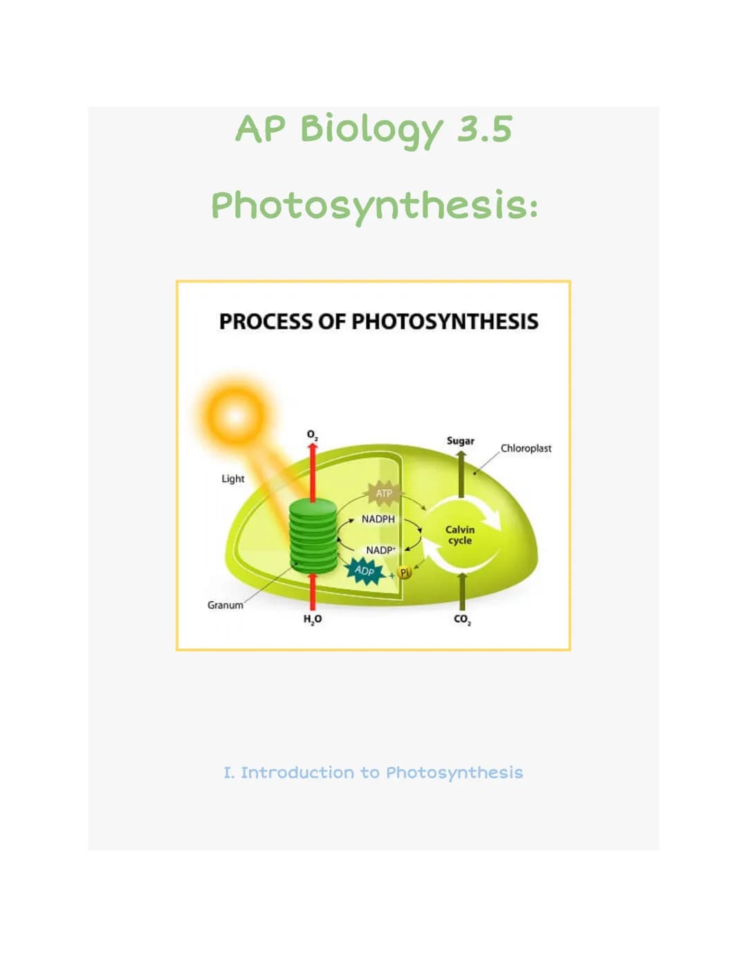 AP Biology 3.5
Photosynthesis:
PROCESS OF PHOTOSYNTHESIS
Light
anumi
H₂O
ATP
NADPH
NADP+
ADP
Sugar
Calvin
cycle
CO₂
Chloroplast
I. Introduct