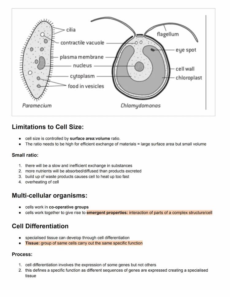Simply explained: Cool Examples of Cell Theory Exceptions and 