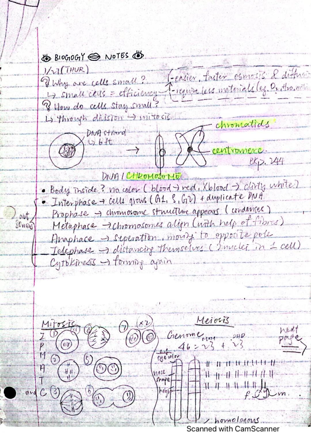 Cell division notes 
