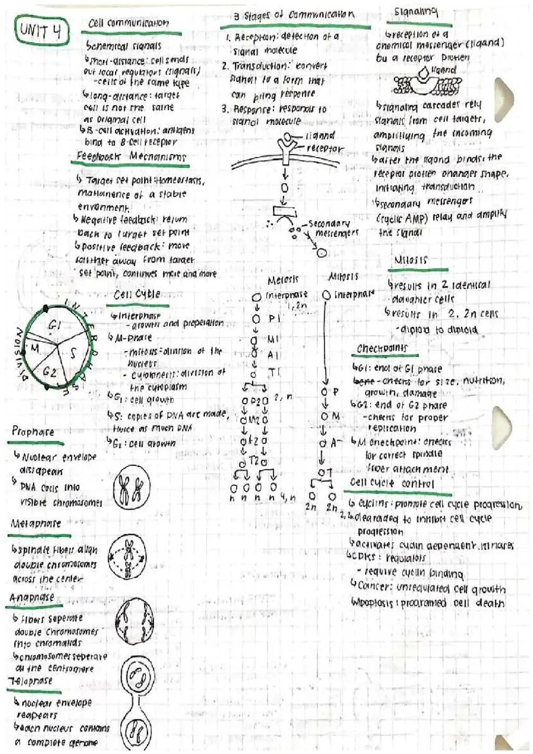 AP Biology Unit 4 Overview PDF Study Guide & Test - Cell Communication