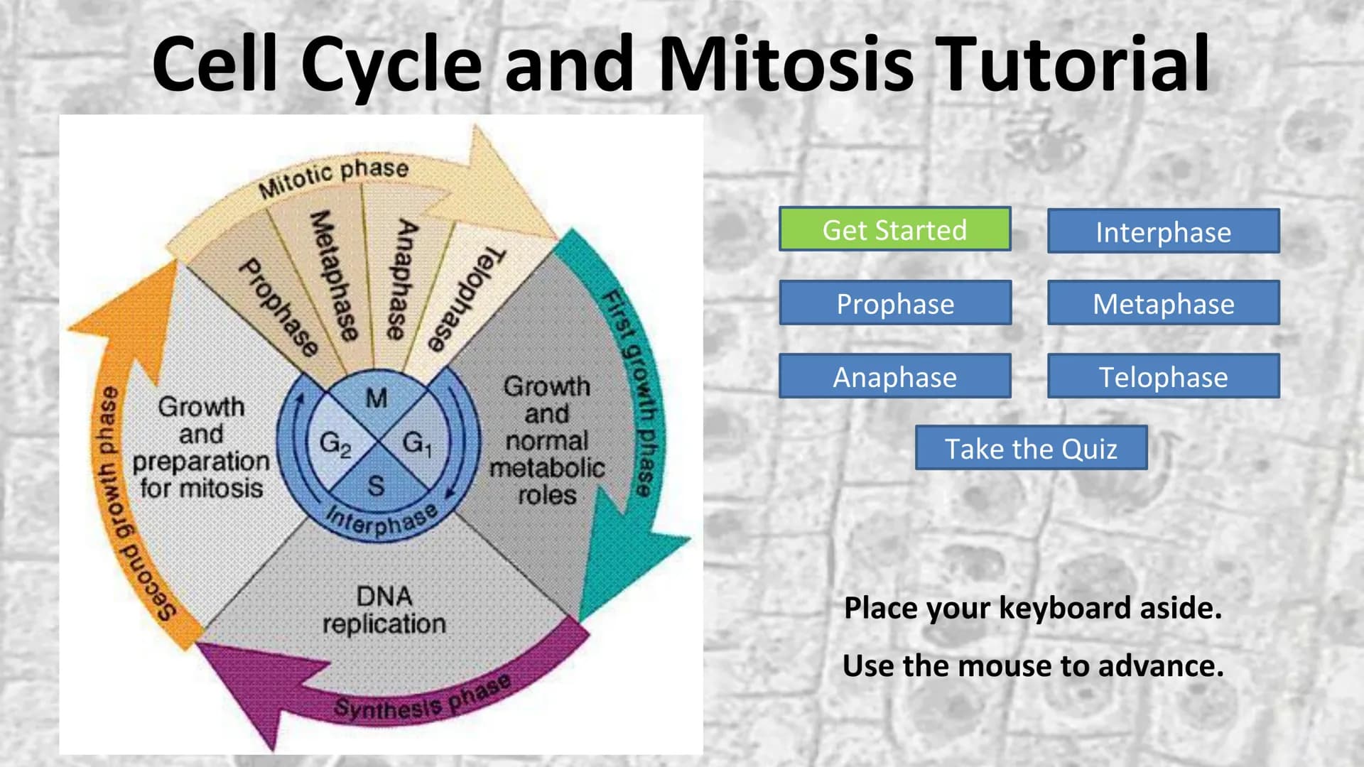 Second growth phase
Cell Cycle and Mitosis Tutorial
Mitotic phase
Prophase
Metaphase
Anaphase
Telophase
Growth
and
preparation
for mitosis
G