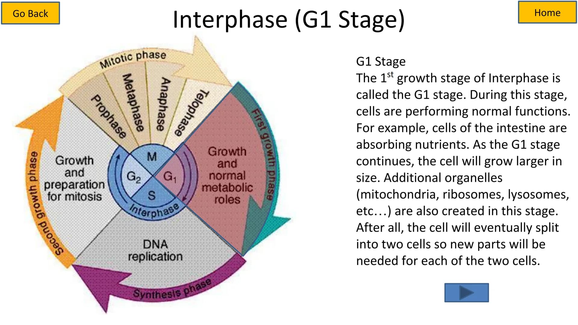 Second growth phase
Cell Cycle and Mitosis Tutorial
Mitotic phase
Prophase
Metaphase
Anaphase
Telophase
Growth
and
preparation
for mitosis
G