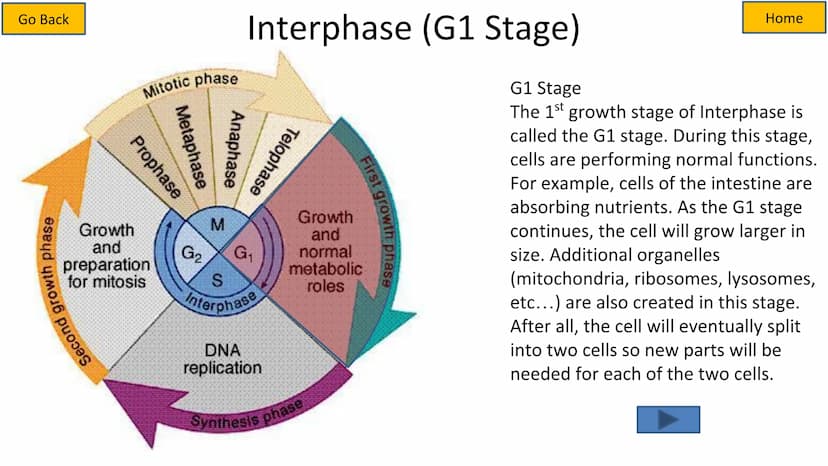 Second growth phase
Cell Cycle and Mitosis Tutorial
Mitotic phase
Prophase
Metaphase
Anaphase
Telophase
Growth
and
preparation
for mitosis
G