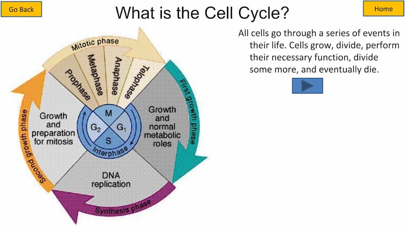 Second growth phase
Cell Cycle and Mitosis Tutorial
Mitotic phase
Prophase
Metaphase
Anaphase
Telophase
Growth
and
preparation
for mitosis
G