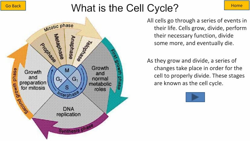 Second growth phase
Cell Cycle and Mitosis Tutorial
Mitotic phase
Prophase
Metaphase
Anaphase
Telophase
Growth
and
preparation
for mitosis
G