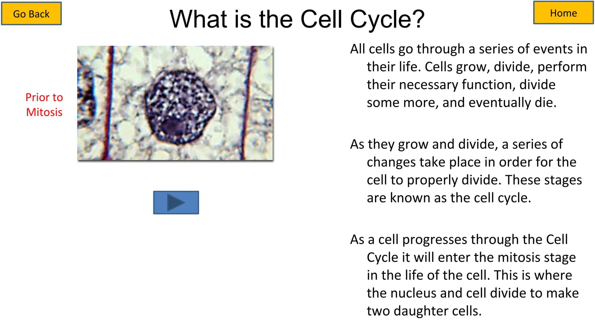 Second growth phase
Cell Cycle and Mitosis Tutorial
Mitotic phase
Prophase
Metaphase
Anaphase
Telophase
Growth
and
preparation
for mitosis
G