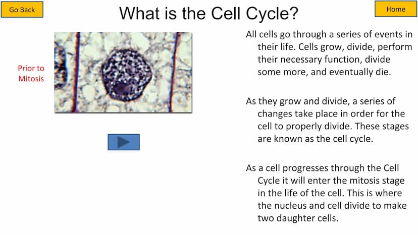 Second growth phase
Cell Cycle and Mitosis Tutorial
Mitotic phase
Prophase
Metaphase
Anaphase
Telophase
Growth
and
preparation
for mitosis
G
