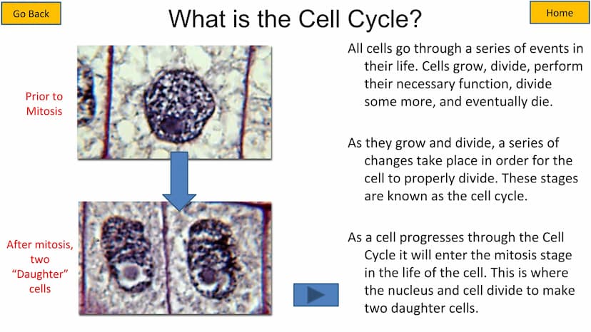 Second growth phase
Cell Cycle and Mitosis Tutorial
Mitotic phase
Prophase
Metaphase
Anaphase
Telophase
Growth
and
preparation
for mitosis
G