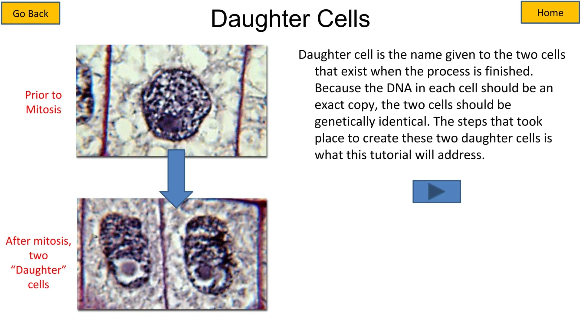 Second growth phase
Cell Cycle and Mitosis Tutorial
Mitotic phase
Prophase
Metaphase
Anaphase
Telophase
Growth
and
preparation
for mitosis
G