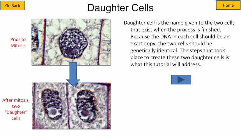 Second growth phase
Cell Cycle and Mitosis Tutorial
Mitotic phase
Prophase
Metaphase
Anaphase
Telophase
Growth
and
preparation
for mitosis
G