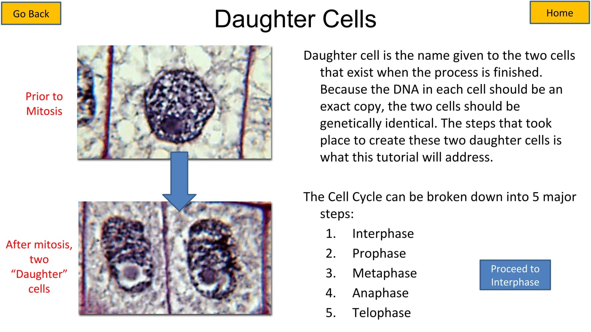 Second growth phase
Cell Cycle and Mitosis Tutorial
Mitotic phase
Prophase
Metaphase
Anaphase
Telophase
Growth
and
preparation
for mitosis
G