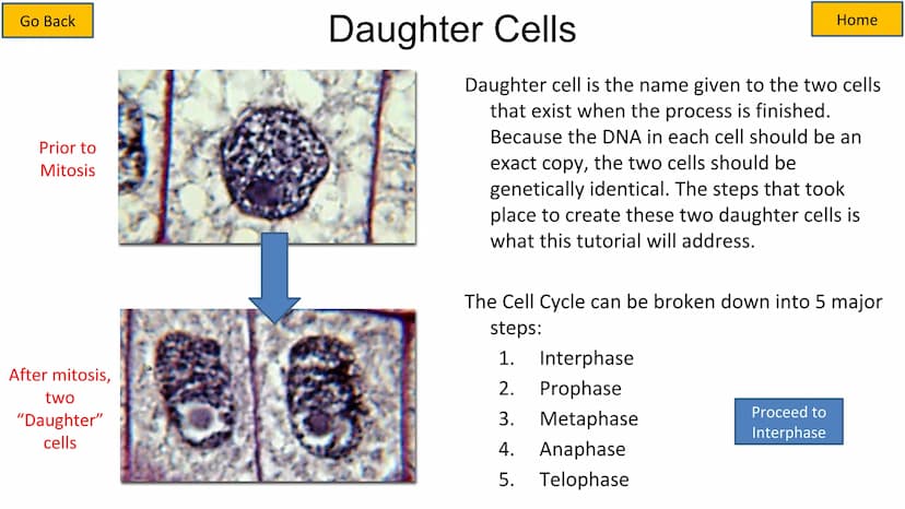 Second growth phase
Cell Cycle and Mitosis Tutorial
Mitotic phase
Prophase
Metaphase
Anaphase
Telophase
Growth
and
preparation
for mitosis
G