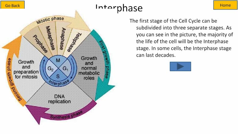 Second growth phase
Cell Cycle and Mitosis Tutorial
Mitotic phase
Prophase
Metaphase
Anaphase
Telophase
Growth
and
preparation
for mitosis
G