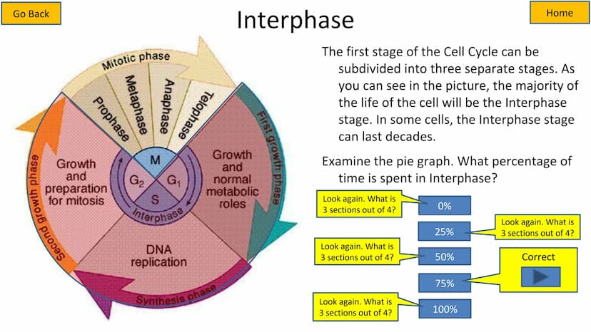 Second growth phase
Cell Cycle and Mitosis Tutorial
Mitotic phase
Prophase
Metaphase
Anaphase
Telophase
Growth
and
preparation
for mitosis
G