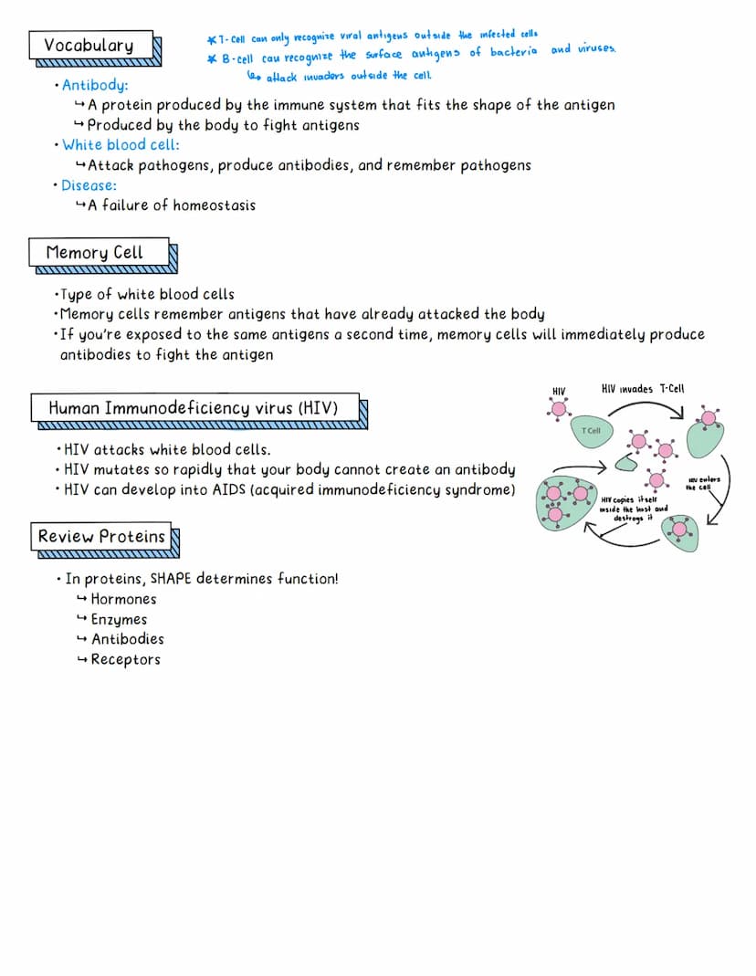 Immune System
Aim: How does the body defend itself from infections that threaten homeostasis?
Concentration
Reginents Question
AL
• A typica