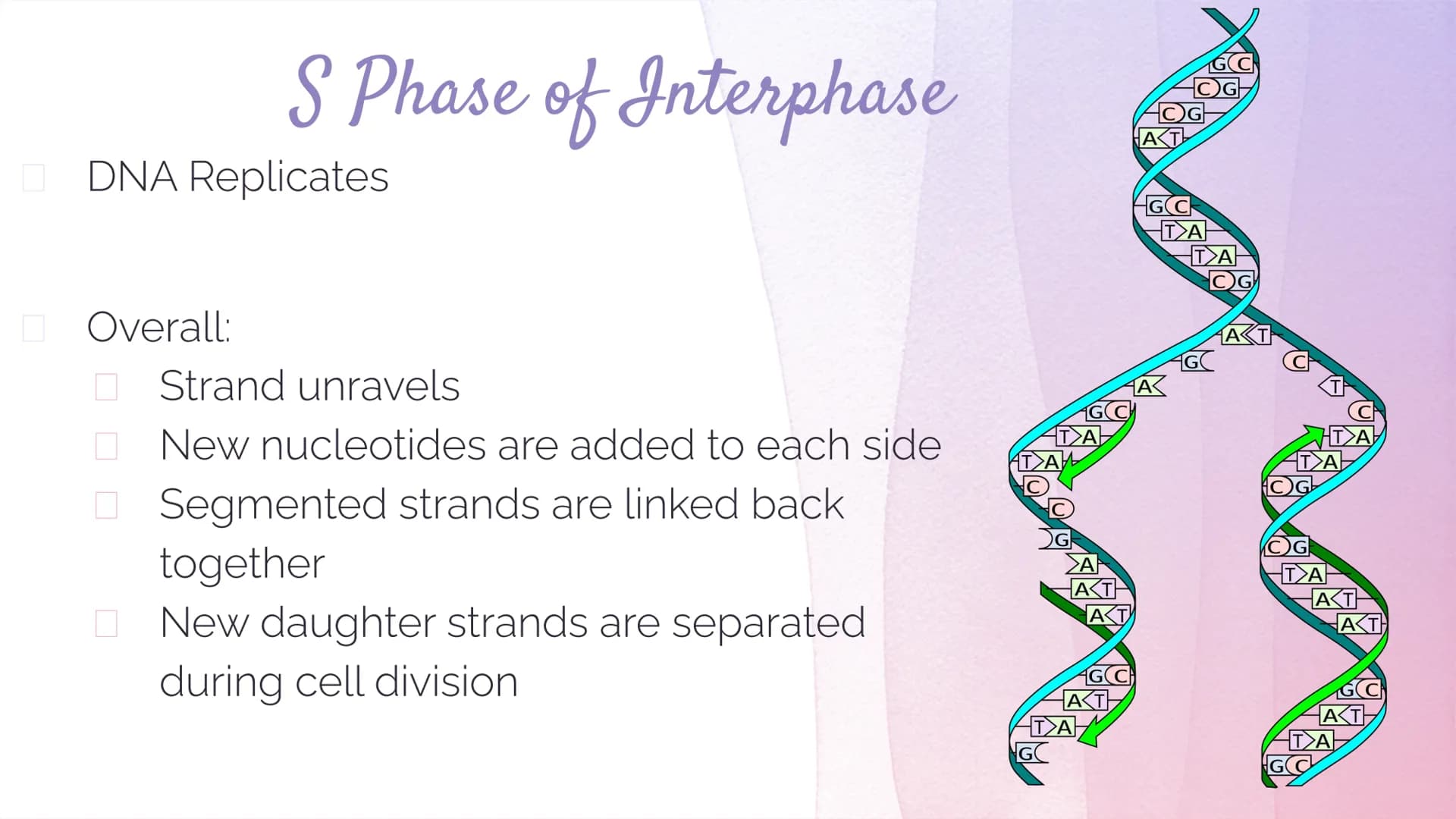 
<h2 id="dnastructure">DNA Structure</h2>
<p>DNA, which stands for Deoxyribonucleic Acid, is a double-stranded molecule made up of nucleotid