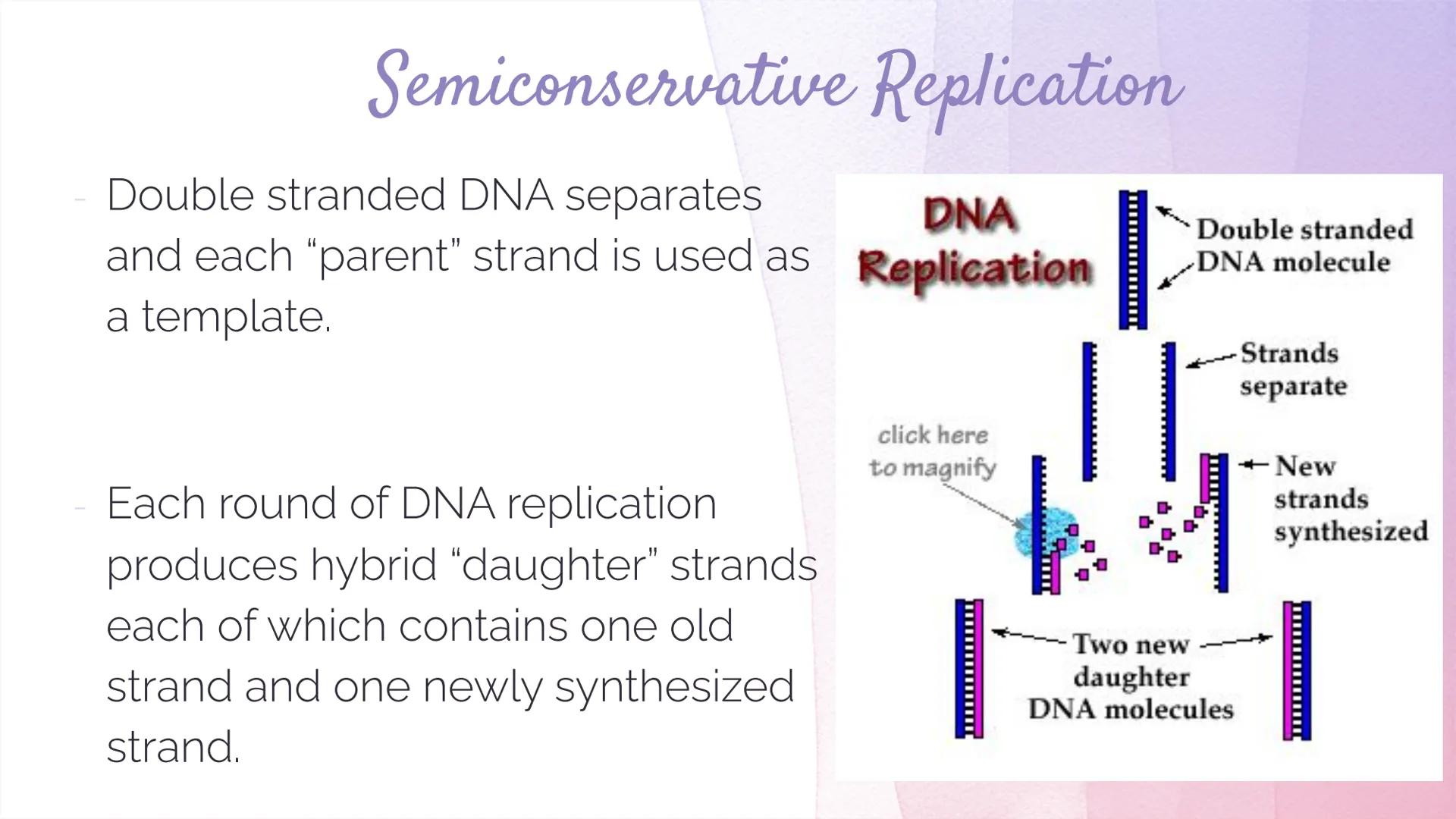 
<h2 id="dnastructure">DNA Structure</h2>
<p>DNA, which stands for Deoxyribonucleic Acid, is a double-stranded molecule made up of nucleotid