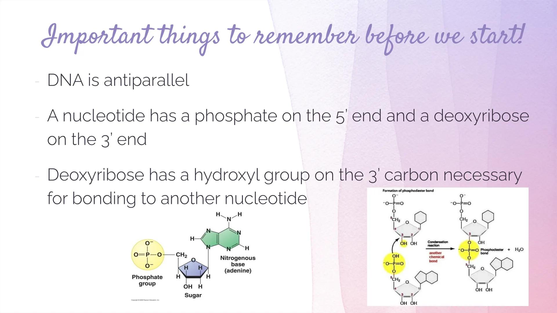 
<h2 id="dnastructure">DNA Structure</h2>
<p>DNA, which stands for Deoxyribonucleic Acid, is a double-stranded molecule made up of nucleotid