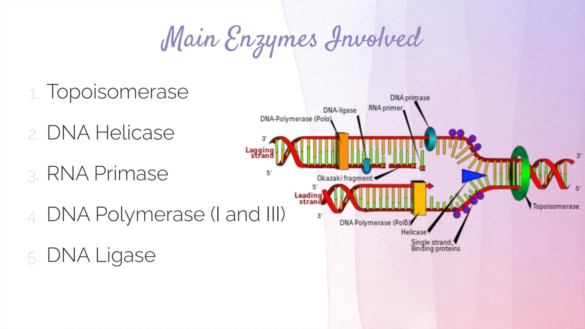 
<h2 id="dnastructure">DNA Structure</h2>
<p>DNA, which stands for Deoxyribonucleic Acid, is a double-stranded molecule made up of nucleotid