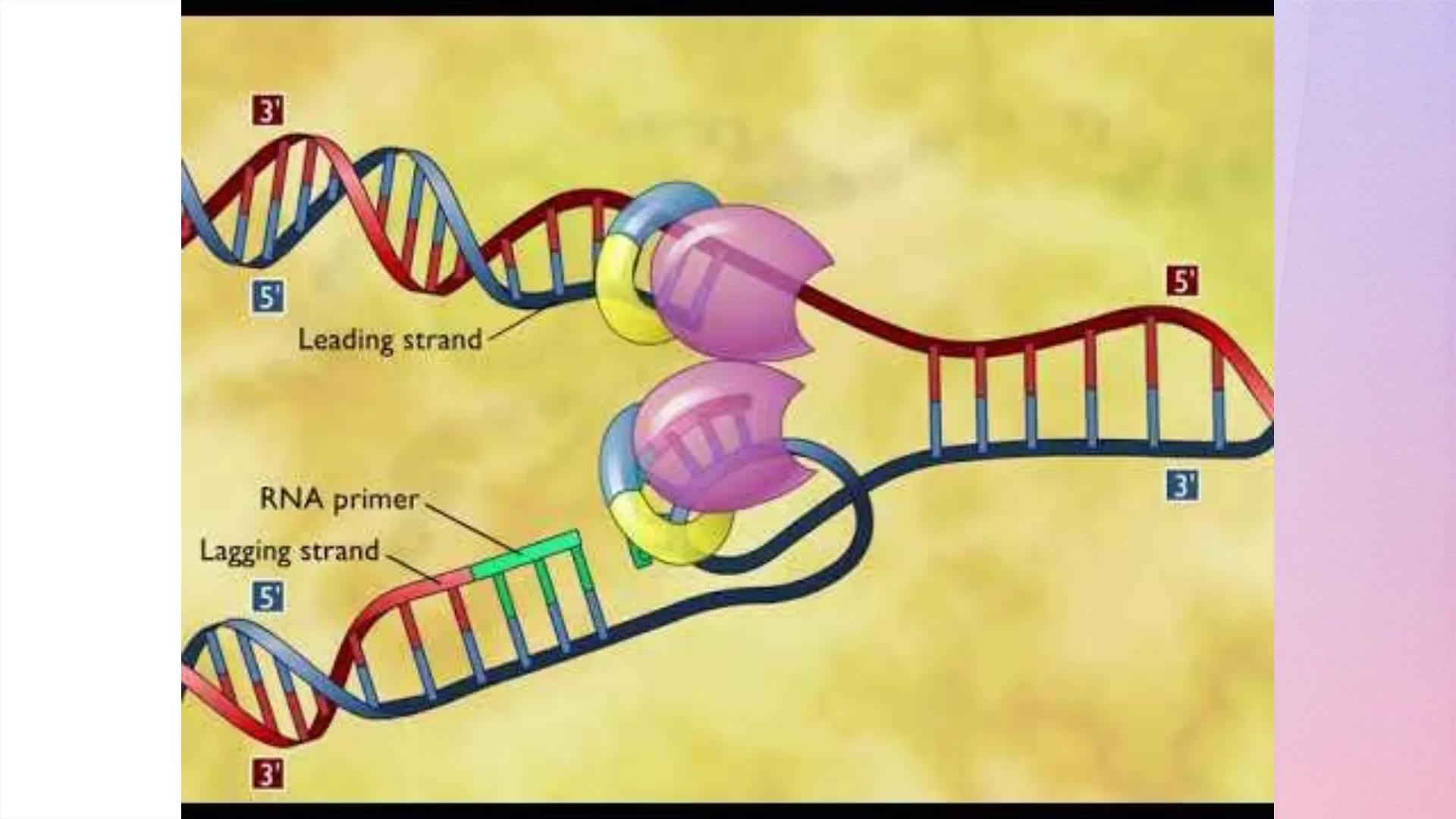 
<h2 id="dnastructure">DNA Structure</h2>
<p>DNA, which stands for Deoxyribonucleic Acid, is a double-stranded molecule made up of nucleotid