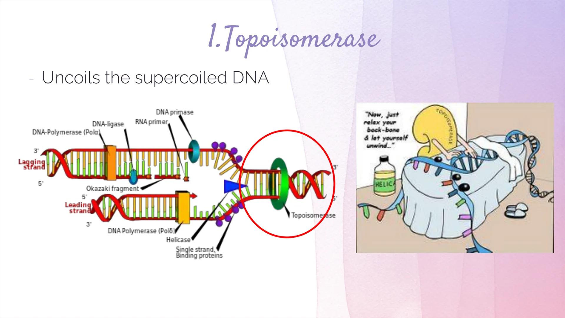 
<h2 id="dnastructure">DNA Structure</h2>
<p>DNA, which stands for Deoxyribonucleic Acid, is a double-stranded molecule made up of nucleotid