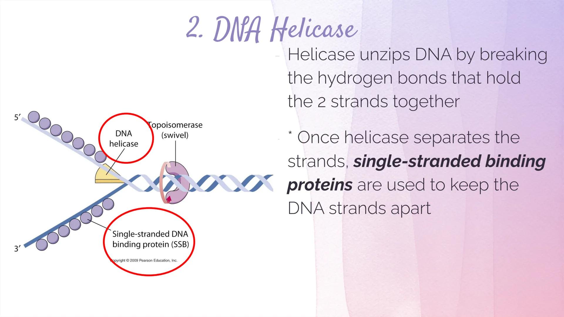 
<h2 id="dnastructure">DNA Structure</h2>
<p>DNA, which stands for Deoxyribonucleic Acid, is a double-stranded molecule made up of nucleotid